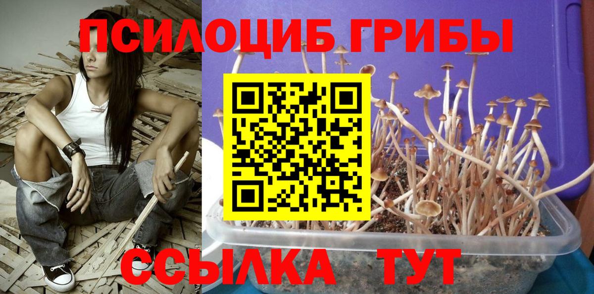 Кумертау  Псилоцибиновые грибы Psilocybine cubensis  Вход с VPN 